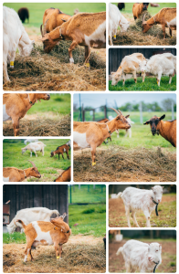 Nový web pro biofarmu Mlsná Koza